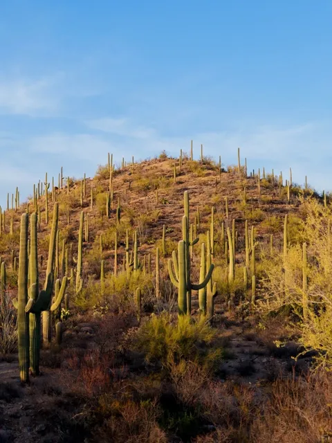 🌵 Tucson, Arizona | Sunset Among the Saguaros 