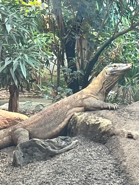 An Unforgettable Overnight Stay at ZSL London Zoo! 🦁🌙