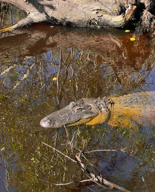 New Orleans solo trip