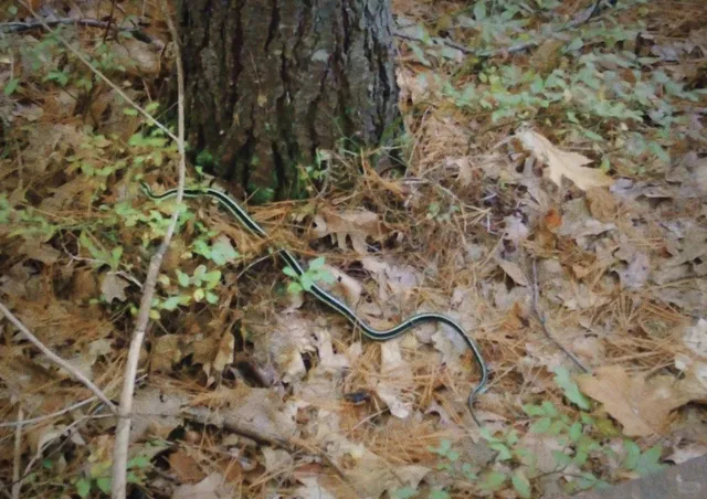 🇨🇦 Eagle’s Nest Lookout near Ottawa – A Must-Do Hike!
