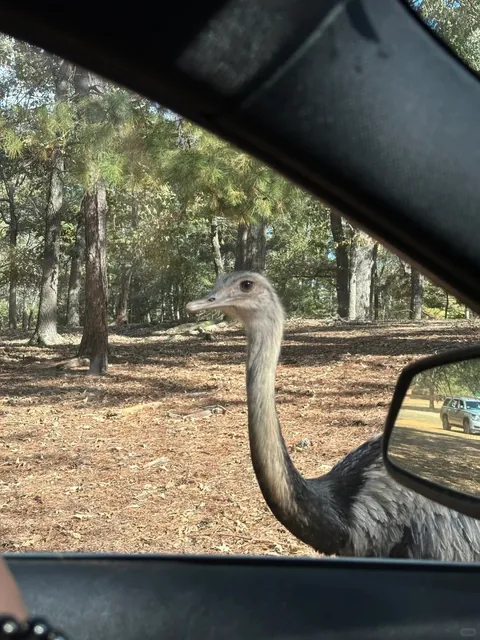 Here’s the translated and enhanced version of your zoo adventure