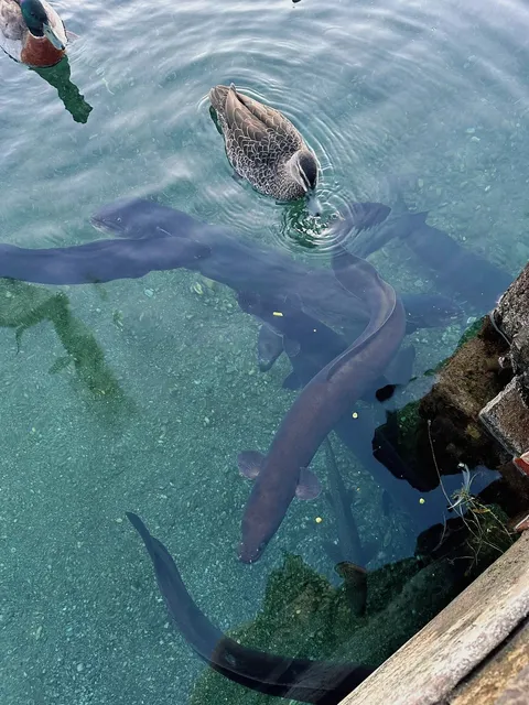 🤢 Wanaka’s "Evil Poop Eels" Are Hypnotically Gross