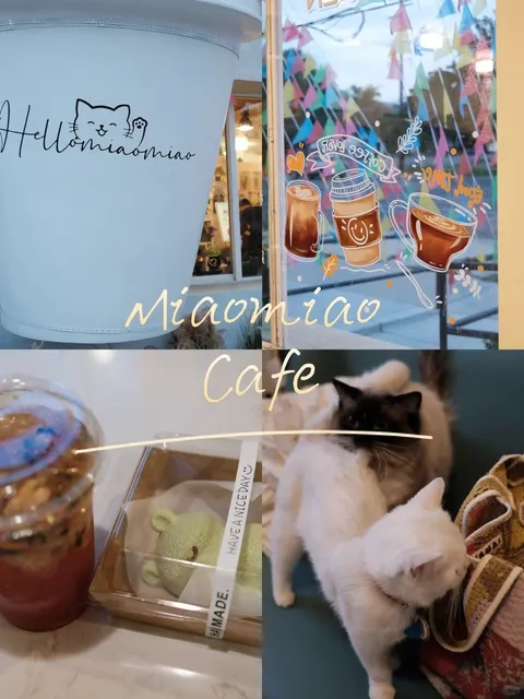 🇺🇸 Salt Lake City｜Super Adorable Meow Meow 🐱