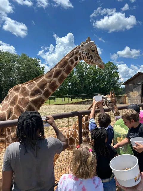 🐘 Lazy 5 Ranch: A Wild Adventure Just 1 Hour from Charlotte! 🦒