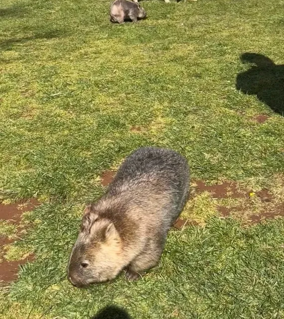 🇦🇺 Sydney | Cuddling a Wombat Baby at Taralga Wildlife Park! 🐻💕