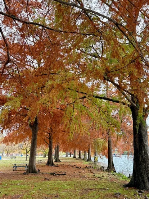 Emma Long Metropolitan Park: Austin’s Autumn Paradise 🍂