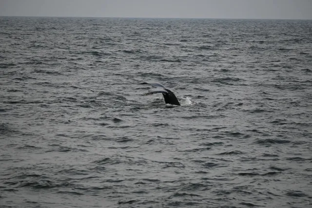 ​​Whale Watching in NYC | Nikon Edition 🐋📸​​