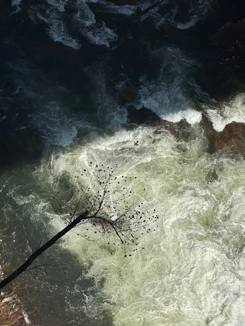📍 Atlanta | Last Glimpse of Fall Colors