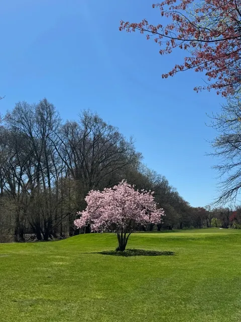 A New York Cherry Blossom Golf Course