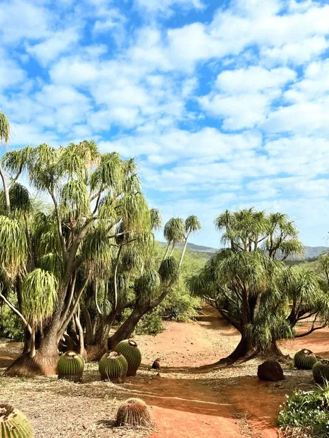 🌵 Hawaiian Hidden Gem | Check-in at Koko Crater Cactus Paradise
