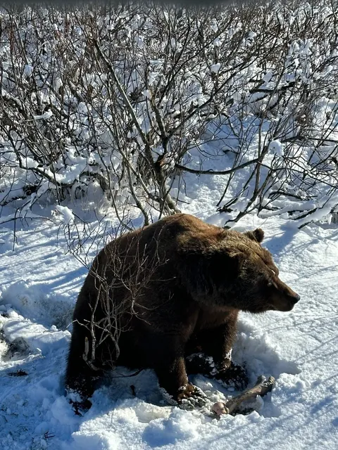 Alaska 7-Day 6-Night Self-Driving Tour Guide