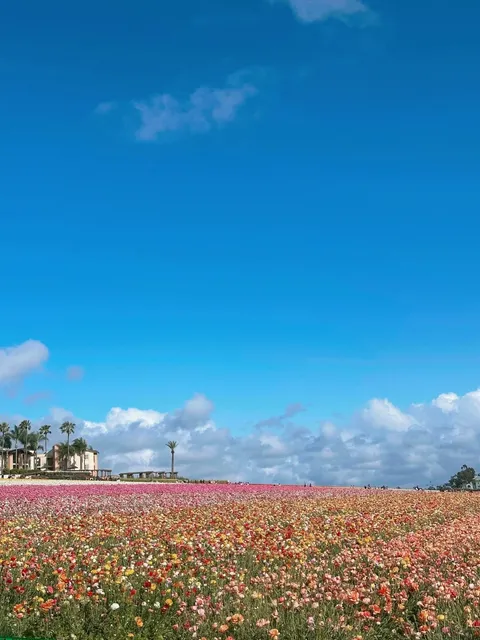 Irvine｜Weekend Trip to the Breathtaking Flower Fields 🌸🌊