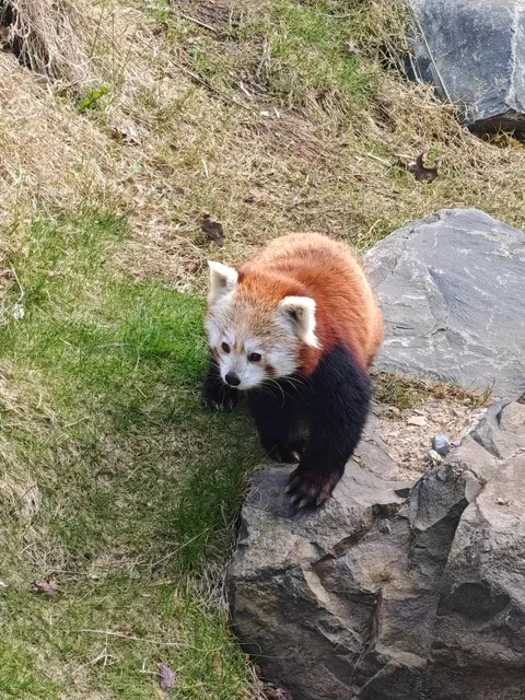 🇩🇪 Meet Hanover Zoo's Newest Star: The Himalayan Red Panda!💕