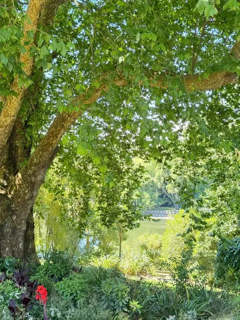 Hamilton🇳🇿: A Hidden Gem for Chinese Foodies ✨