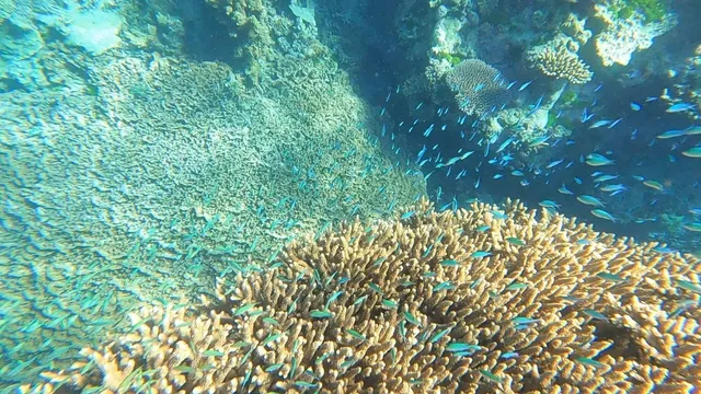🇦🇺 Silverswift Great Barrier Reef Review