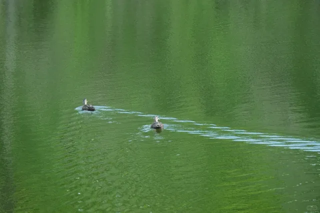 🌿 Spring Outing | Adelaide’s Secret Backyard Garden