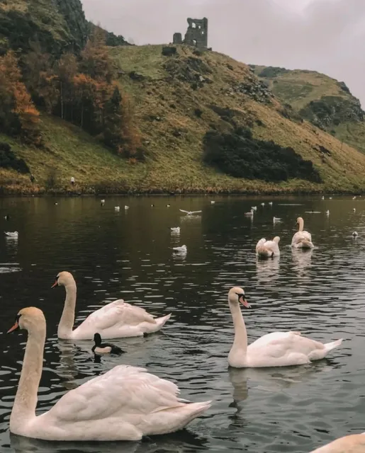 Edinburgh's Breathtaking Swan Lake 🦢—Who Hasn't Visited Yet?!