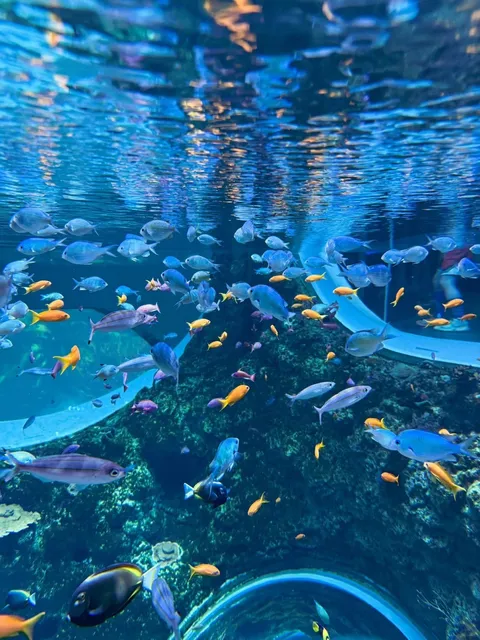 🐠 Seattle Aquarium: Your Underwater Adventure Awaits! 🌊