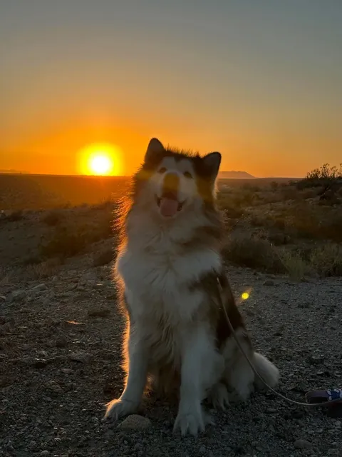 The Ultimate Palm Springs Guide