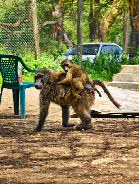 Nakuru Blues: The Case of the Missing Flamingos 🦩❌