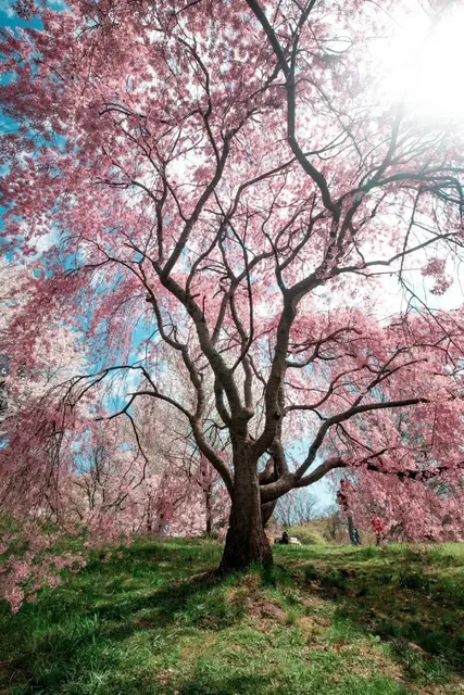 🌸 Where to See Cherry Blossoms in Rochester? 