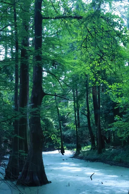 🌿 Houston's Wizard of Oz in Green | Monet's Garden Palette 