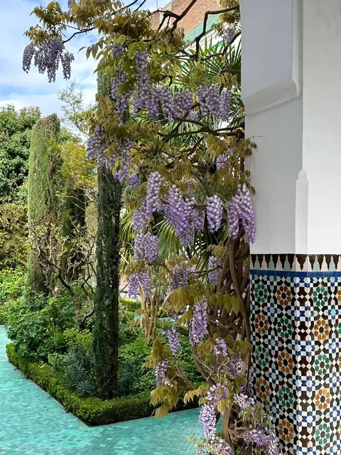 🇫🇷 Paris | Grande Mosquée de Paris: A Purple Wisteria Dream 🕌💜