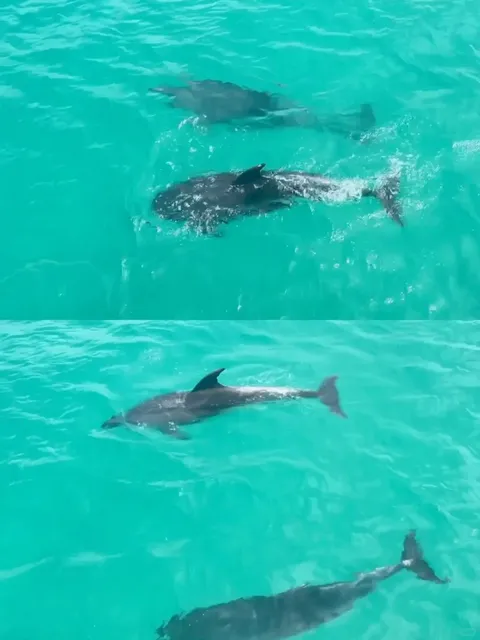 🇳🇿 Auckland | Paihia Dolphin Adventure 🐬