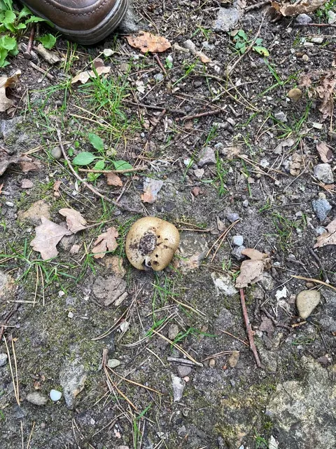 🇩🇪 Mushroom Foraging in Mannheim: A Fungi Adventure! 🍄🌲