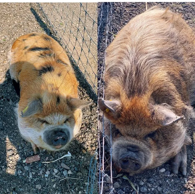 Cedar Creek Gardens, Regina: Giant Corn Maze Adventure & Farm Fun 🌽🐾