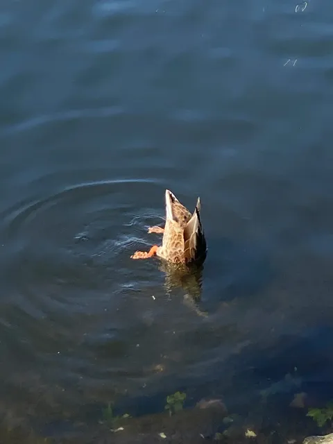 Baltimore’s Inner Harbor & Homewood Area