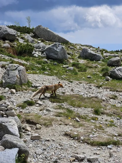 🇸🇰 High Tatras Hiking: A Fox-Guided Adventure!