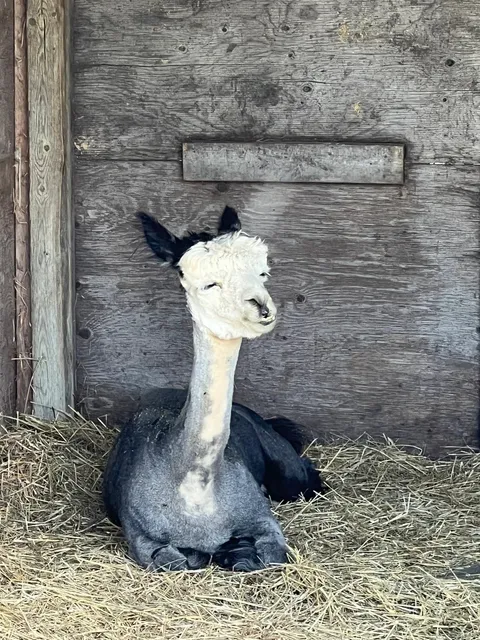 🇨🇦 Toronto｜Feeding Giraffes at the Wildlife Safari 🦒