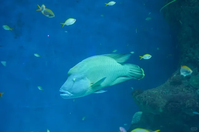 Tampa | Aquarium Adventure