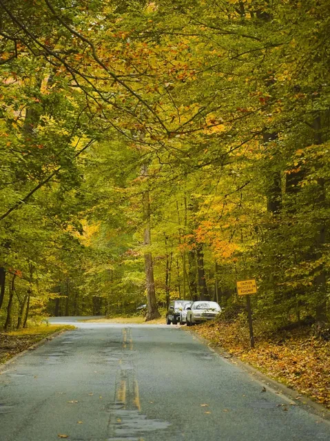 🇺🇸 Rock Creek Park | A Hidden Forest Inside DC 🌳🍂