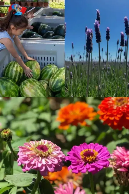 San Diego's Oceanside Watermelon & Lavender Festival!🍉💜  