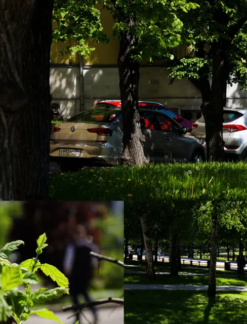 Alexander Garden: A Summer Paradise 🌳🌷