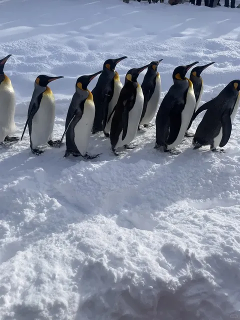  Asahikawa Zoo Day Trip 🐾