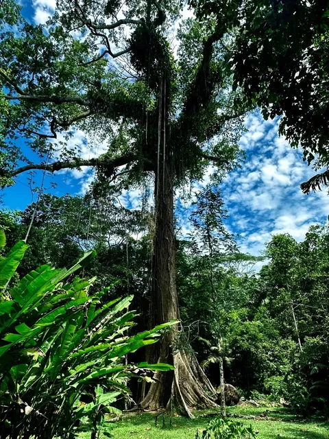 3 Days Amazon Rainforest Experience