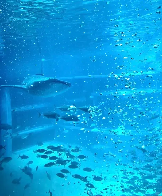 Osaka Port Tempozan Travel Guide (2) 🚢