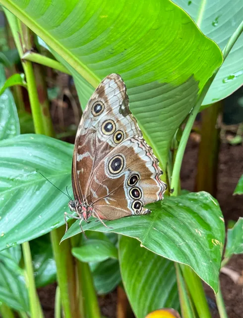  La Paz Waterfall Gardens | Costa Rica's Living Biodiversity Museum