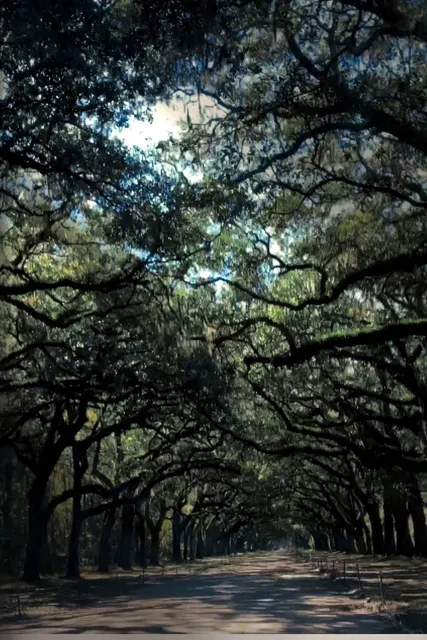 Savannah Travel Guide 🌿