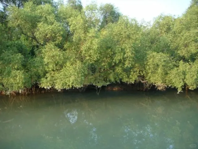 Bangladesh travel guide--The Sundarbans