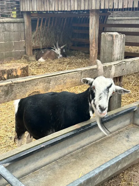 🇬🇧 Leicester’s Cutest Hidden Gem: Stonehurst Farm! 🦙🐰
