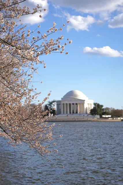 🌸 Tidal Basin Cherry Blossom Guide 🌸