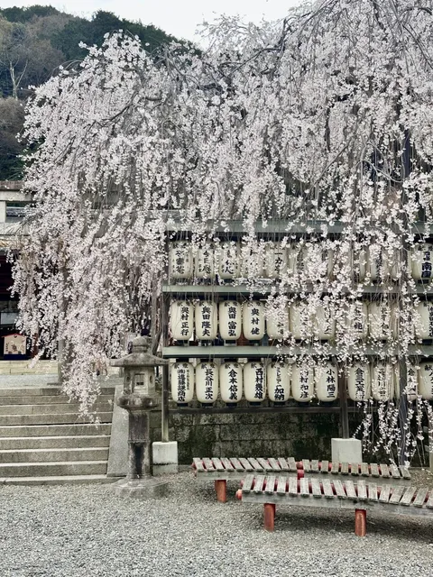 Kyoto Cherry Blossom Season 🌸