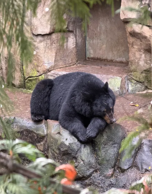 Portland Autumn Trip｜A Magical Encounter with Animals at Oregon Zoo