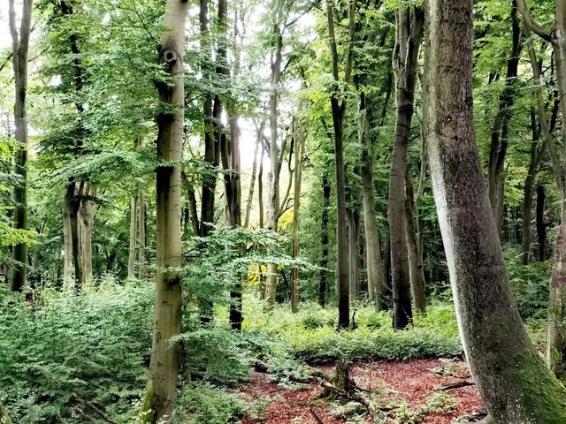 🌿 Duisburg's Serene Forests—A Deep Connection with Nature 🌿