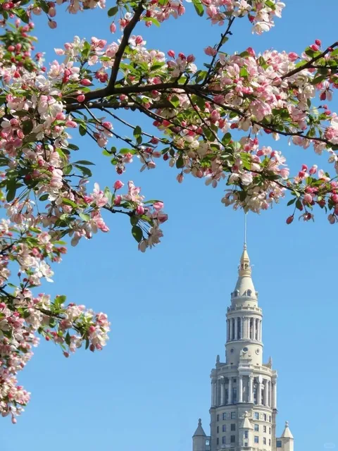 🌸 7 Best Spots to See Cherry Blossoms & Spring Flowers in Cleveland 