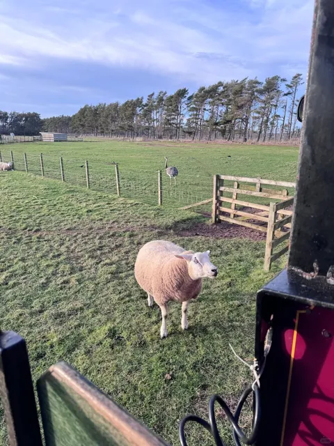 UK | Edinburgh | The Perfect Family Farm Park for Kids